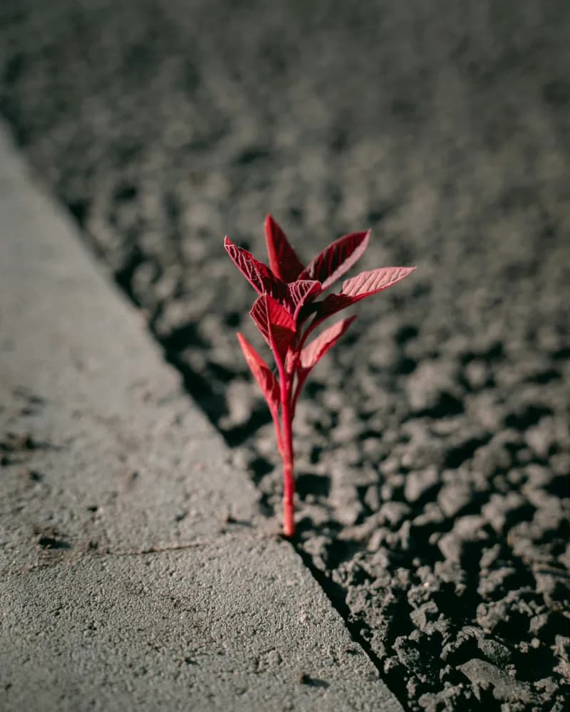 A small red plant sprout growing from cracked concrete
