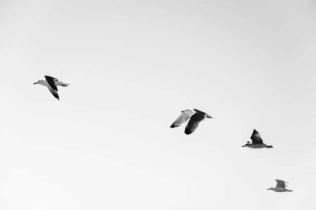Four seagulls flying across a pale sky