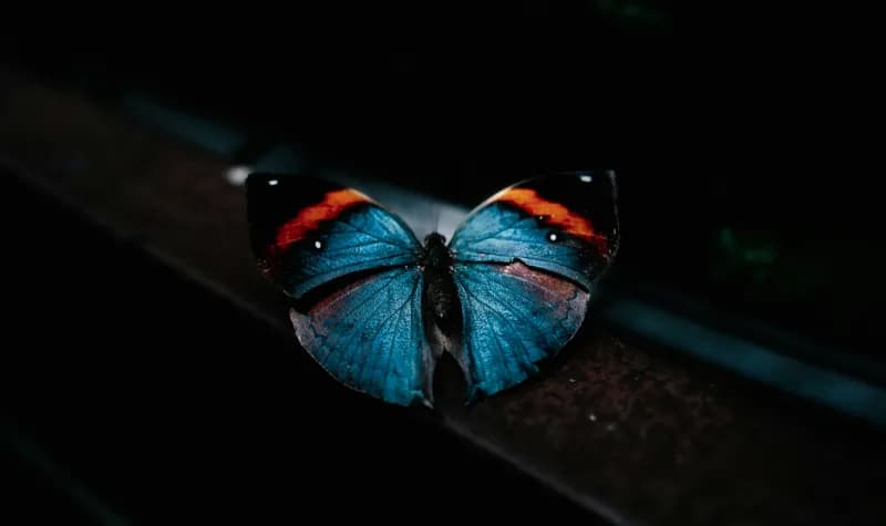 Blue butterfly with orange-tipped wings on a dark background