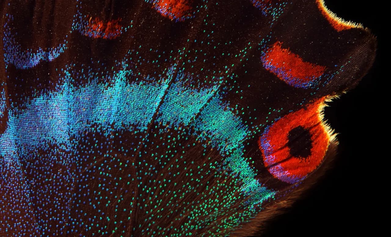 Close-up of a butterfly wing with iridescent blue, green, and orange patterns